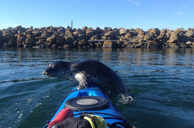 2 Hour Sound Tour - Price and value: is $118 for a 2-hour kayak tour fair?