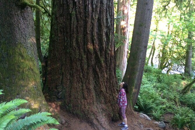 Guided forest hike to Seattle waterfalls incl. Snoqualmie Falls - From downtown Seattle to old-growth forest in about 30 minutes