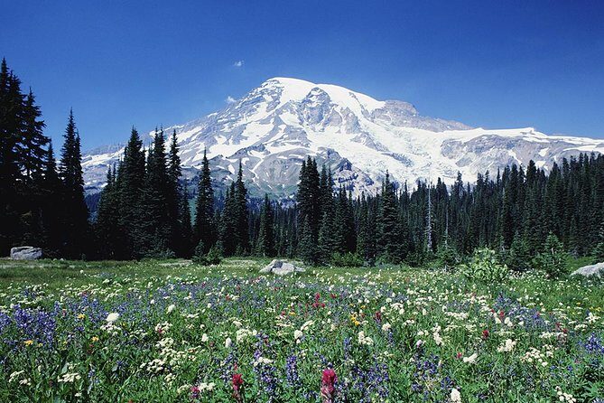 Mt. Rainier Day Tour from Seattle - Narada Falls and Christine Falls: Waterfall Stops Built for Photos