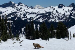 Mt. Rainier highlights - old forest, falls and glaciers - Glacier Views and the Glacier Picnic Value