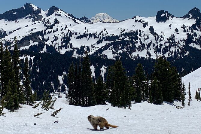 Mt. Rainier highlights - old forest, falls and glaciers - Glacier Views and the Glacier Picnic Value