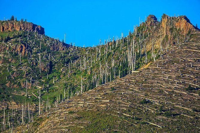 Mt. St. Helens National Monument from Seattle: All-Inclusive Small-Group Tour - Lewis and Clark State Park: old-growth trees you can feel
