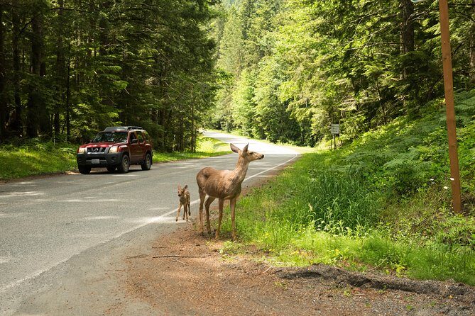 Olympic National Park Day Tour from Seattle - Salt Creek Recreation Area vs Dungeness Spit: Tide Pools and Sea Stacks