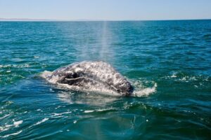 Only Wildlife and Whale Watching Tour Leaving from Seattle - Salish Sea search: what you’re actually looking for