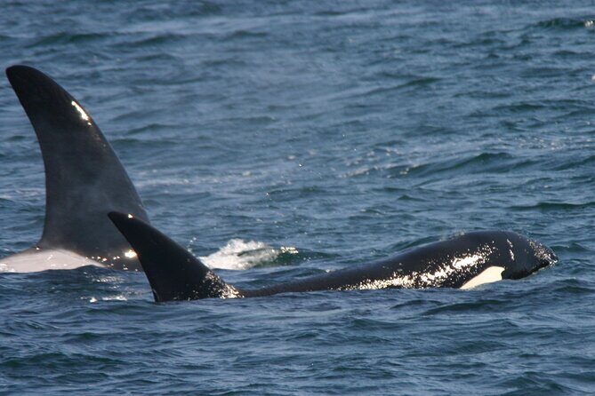 Only Wildlife and Whale Watching Tour Leaving from Seattle - Seating choices: standard vs premium and what to expect on a crowded deck