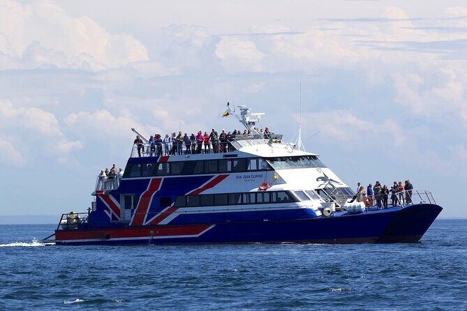 Only Wildlife and Whale Watching Tour Leaving from Seattle - The boat, the crowd, and the real-world viewing strategy