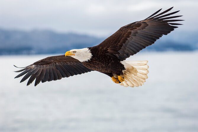 Only Wildlife and Whale Watching Tour Leaving from Seattle - Food and drinks onboard: practical and not crazy-priced