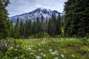 Private Mt Rainier National Park Day Trip from Seattle - Inside the park: your big six-hour Rainier block