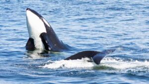 Seattle: Half-Day Wildlife and Whale Watching Cruise - Window seats, top deck rules, and staying comfortable in Seattle wind