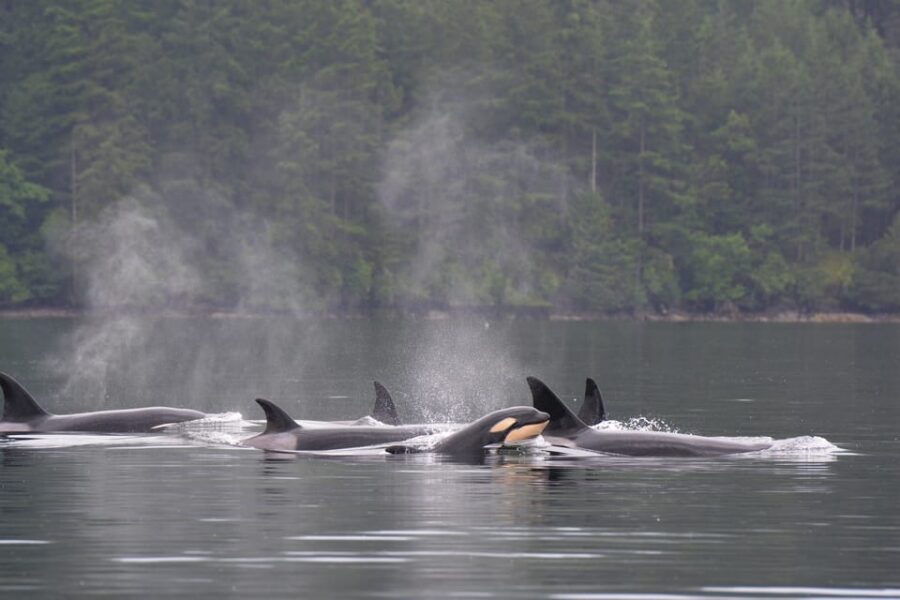 Seattle: Half-Day Wildlife and Whale Watching Cruise - The wildlife menu: orcas, gray whales, humpbacks, seals, and bald eagles