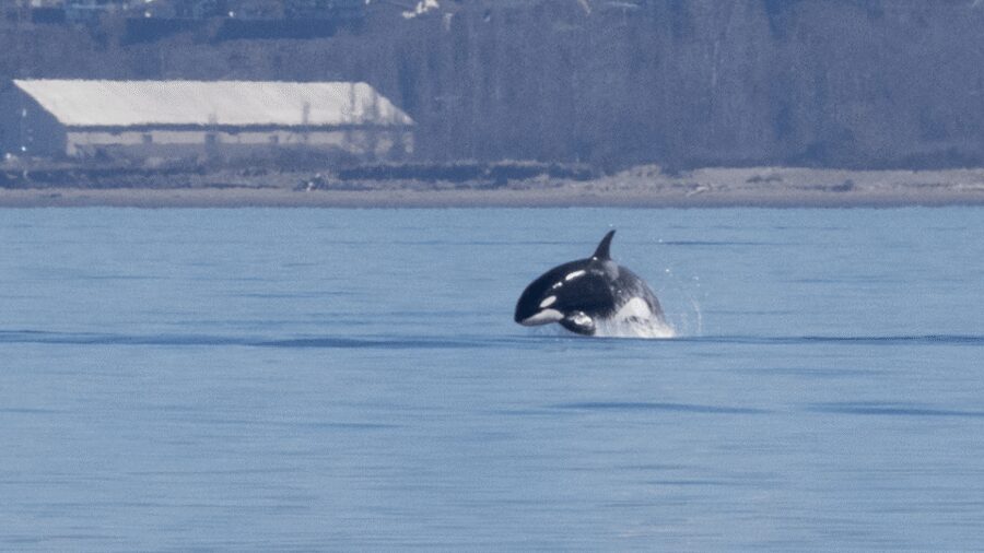 Seattle: Half-Day Wildlife and Whale Watching Cruise - Food, drinks, and the best way to plan what you bring
