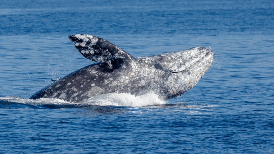 Seattle: Half-Day Wildlife and Whale Watching Cruise - Price and value: what $138 buys on a whale cruise