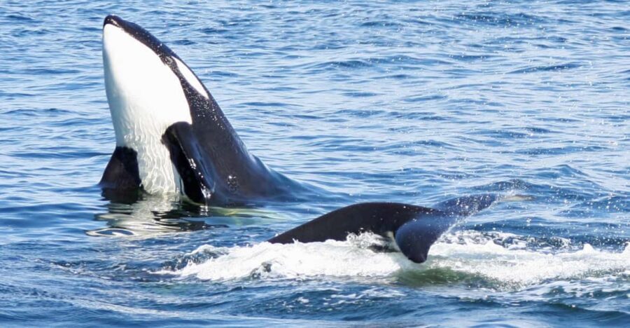 Seattle: Half-Day Wildlife and Whale Watching Cruise - Who this cruise suits best (and who might want a backup plan)