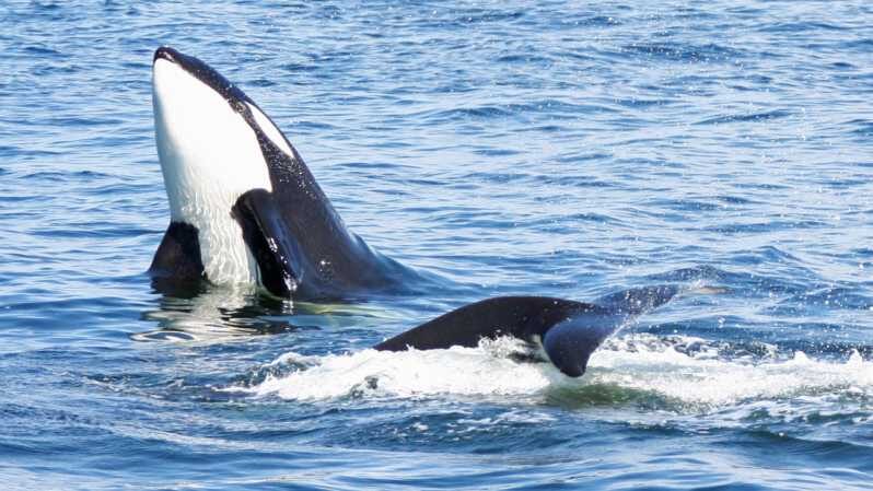 Seattle: Half-Day Wildlife and Whale Watching Cruise - Window seats, top deck rules, and staying comfortable in Seattle wind