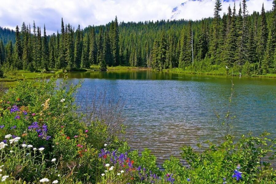 Seattle: Mount Rainier Park All-Inclusive Small Group Tour - Who Should Book This Tour (and Who Should Skip It)