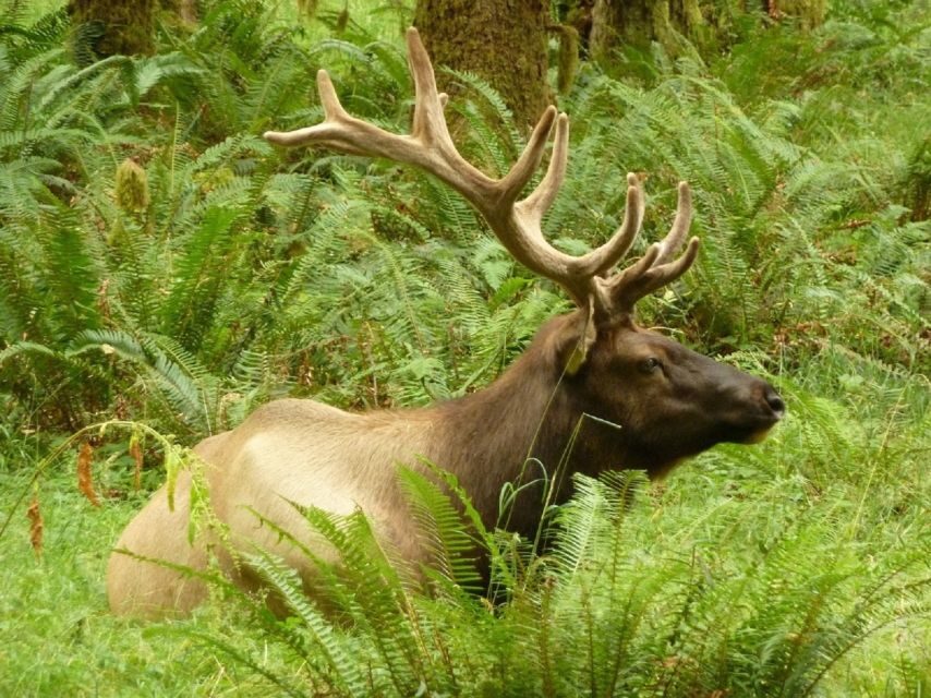 Seattle: Olympic National Park Small-Group Tour - Key things that make this Olympic Park day feel worth it