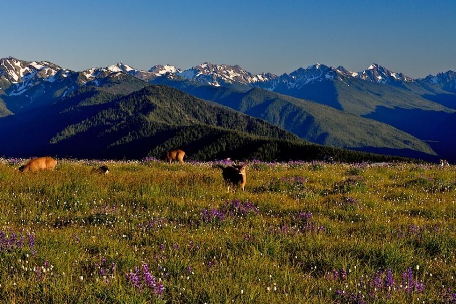 Seattle: Olympic National Park Small-Group Tour - Food and drink: included meals that actually keep you happy