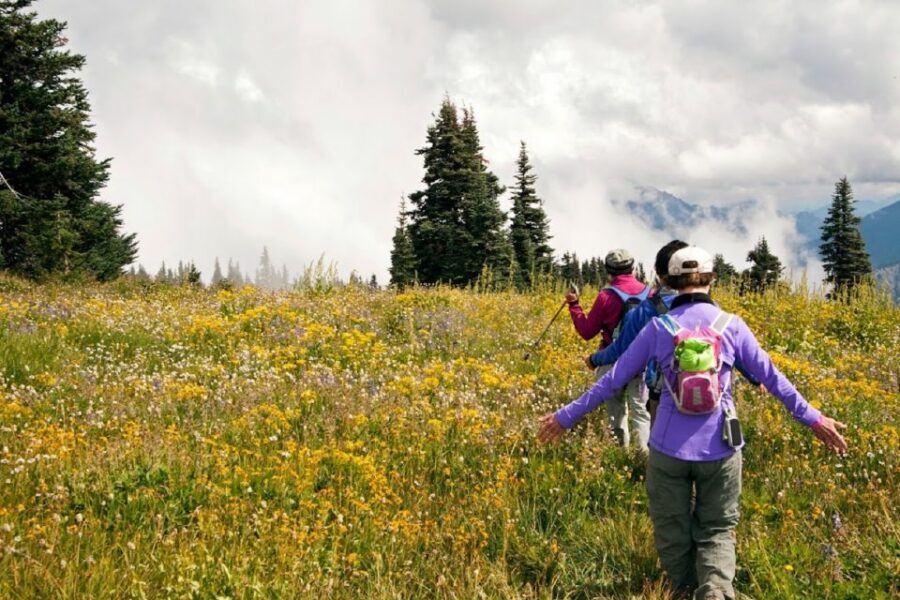 Seattle: Olympic National Park Small-Group Tour - Comfort, pace, and practical limits you should know