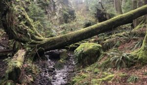 Seattle: Snoqualmie Falls and Twin Falls Guided Tour - The drive into the Cascades: stories you can hear
