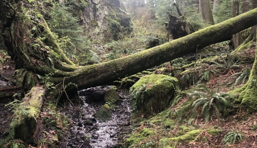 Seattle: Snoqualmie Falls and Twin Falls Guided Tour - The drive into the Cascades: stories you can hear