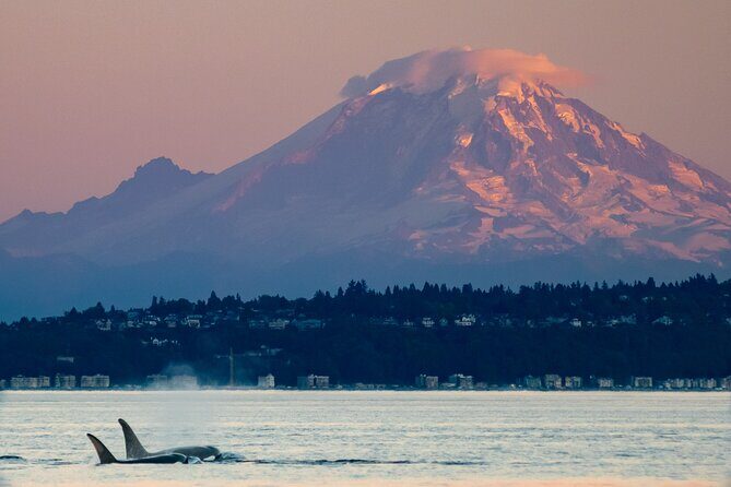 Seattle Sunset Sail BYOB - Wildlife sightings: a bonus when the day cooperates