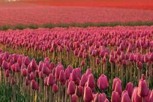 Skagit Valley Tulip Festival Day Tour from Seattle - Roozengaarde: formal gardens that make tulips look planned