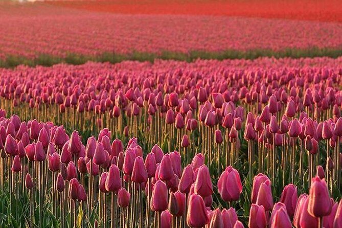 Skagit Valley Tulip Festival Day Tour from Seattle - Roozengaarde: formal gardens that make tulips look planned
