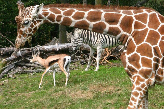 Skip the Line: Daily Admission at Woodland Park Zoo Ticket - Key highlights to know before you go