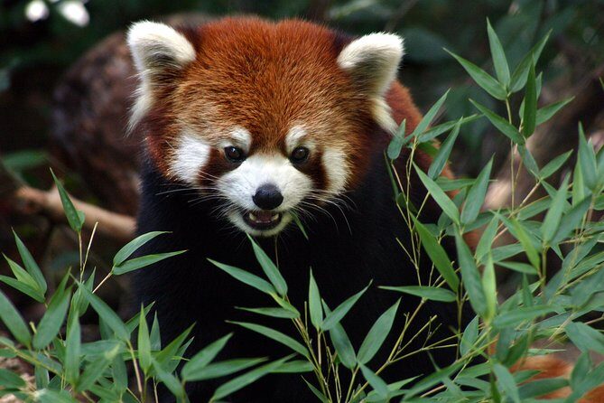 Skip the Line: Daily Admission at Woodland Park Zoo Ticket - Woodland Park Zoo in Seattle: what this skip-the-line ticket gets you