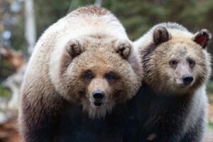 Skip the Line: Daily Admission at Woodland Park Zoo Ticket - Getting in smoothly with a mobile ticket and a limited group size