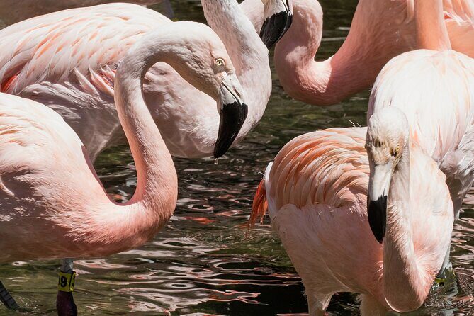 Skip the Line: Daily Admission at Woodland Park Zoo Ticket - Family-friendly Seattle zoo day: kids, Zoomazium, and rest breaks