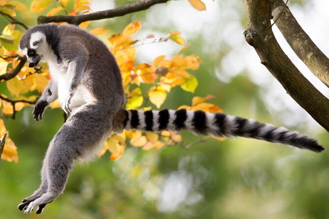 Skip the Line: Daily Admission at Woodland Park Zoo Ticket - What’s included vs. what costs extra (carousel, feeding, food, parking)