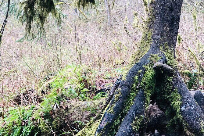 Snoqualmie falls and Twin Falls Hike - Stop 2: Olallie State Park and Twin Falls—guided start, then solo time to soak it in