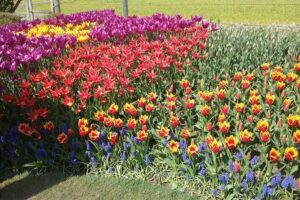 Tulip Festival and Skagit Valley Tour - Tulip Town: fair-style tulips, potted plants, and photo-friendly fun