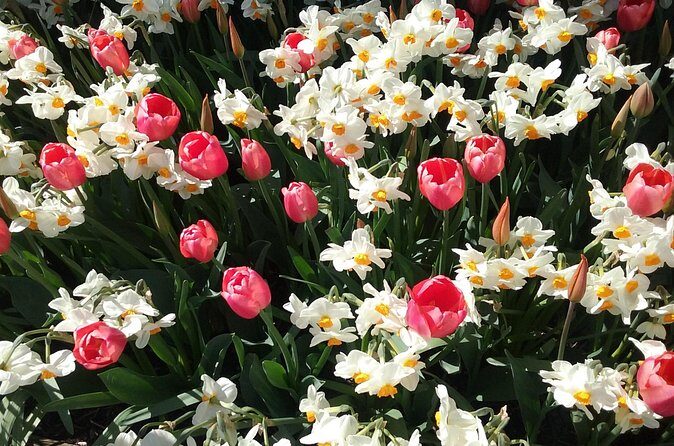 Tulip Festival and Skagit Valley Tour - A guide-led day you can actually enjoy: pace, comfort, and timing