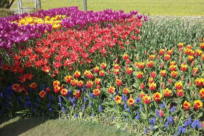 Tulip Festival and Skagit Valley Tour - Tulip Town: fair-style tulips, potted plants, and photo-friendly fun