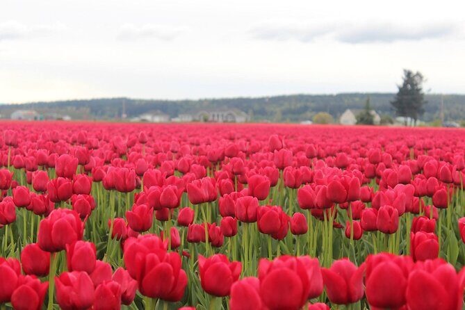 Tulip Festival at Skagit Valley ,La Conner and Deception Pass - Deception Pass Bridge at tide time: the 1935 view from about 18 stories up