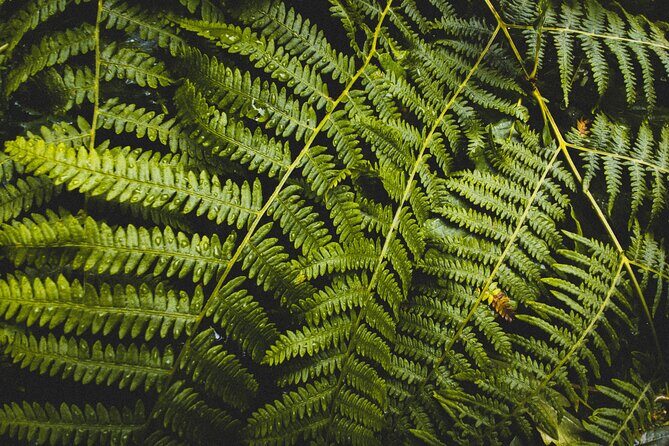 Visit Snoqualmie and Hike to Twin Falls (Transportation included) - The walk and the Twin Falls option: plan for moderate uphill