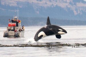 Whale Watching + Deception Pass Tour from Seattle - Seasonal picnic lunch in Anacortes: fuel before the boat search